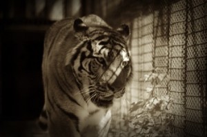 Tiger-in-cage-at-zoo1719_000